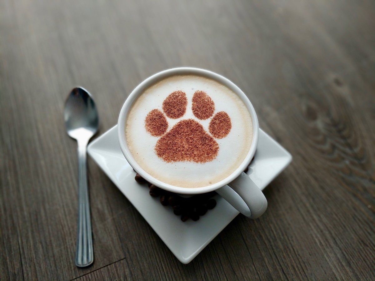 Good Morning..... 👋 

Can you sacrifice that frothy coffee you’re about to buy &amp; donate the cost of £3 to help our dogs we care for?

£3 can provide worming treatment for a dog on the street for 3 months.

You can donate by clicking here.
dogsonthestreets.org/donate-new/

Thank you 🙏