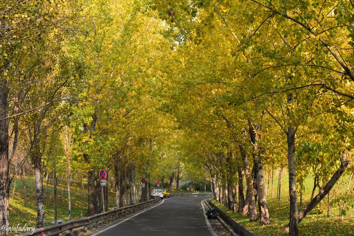bvafadary's tweet photo. #پاییز #fall 
#photooftheday  #photography  #photo #nature  #NaturePhotography  #naturelovers  @ThePhotoHour  @PicPublic  @johnswan #Tehran @YoushowmeP
@moraimauy #iran @schreibtatze #Tehranview00 #Tehranview99 - #Tehranview96 @FromTheBigSmoke @RaufTamerB @NatGeoPhotos https://t.co/lWgsrlyYiV