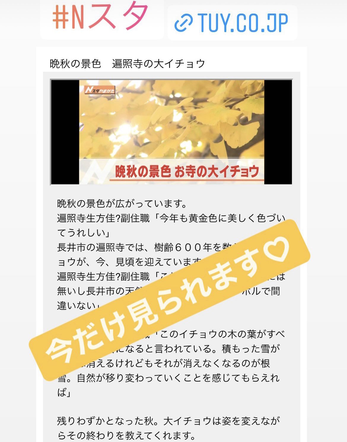 生方けいか Nスタ番組hpでニュース映像が見られます 今だけ T Co Ql1mddnuvx 見逃したという方はぜひ Tuy Tbs Nスタ 晩秋 遍照寺 大イチョウ 不思議なパワー 伝説 室町時代 T Co Iaqzzbcdo7 Twitter