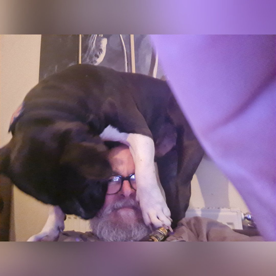 DamoAndMeatball's tweet photo. Get a dog, it'll be fun.... 🤣🤣🤣🐕🐕 https://t.co/ZAkRp87YmR