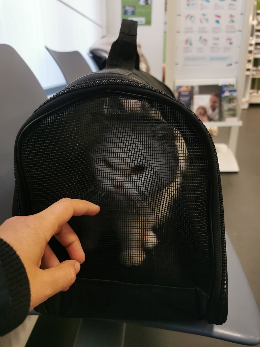 marcuspawrelius's tweet photo. Gisterennacht schoot mevrouwke in paniek. Volgens Google zou het er extreem slecht aan toe zijn. Dus kregen we het eerste tijdslot bij de dierenarts van wacht. https://t.co/f8TPCbVdNI