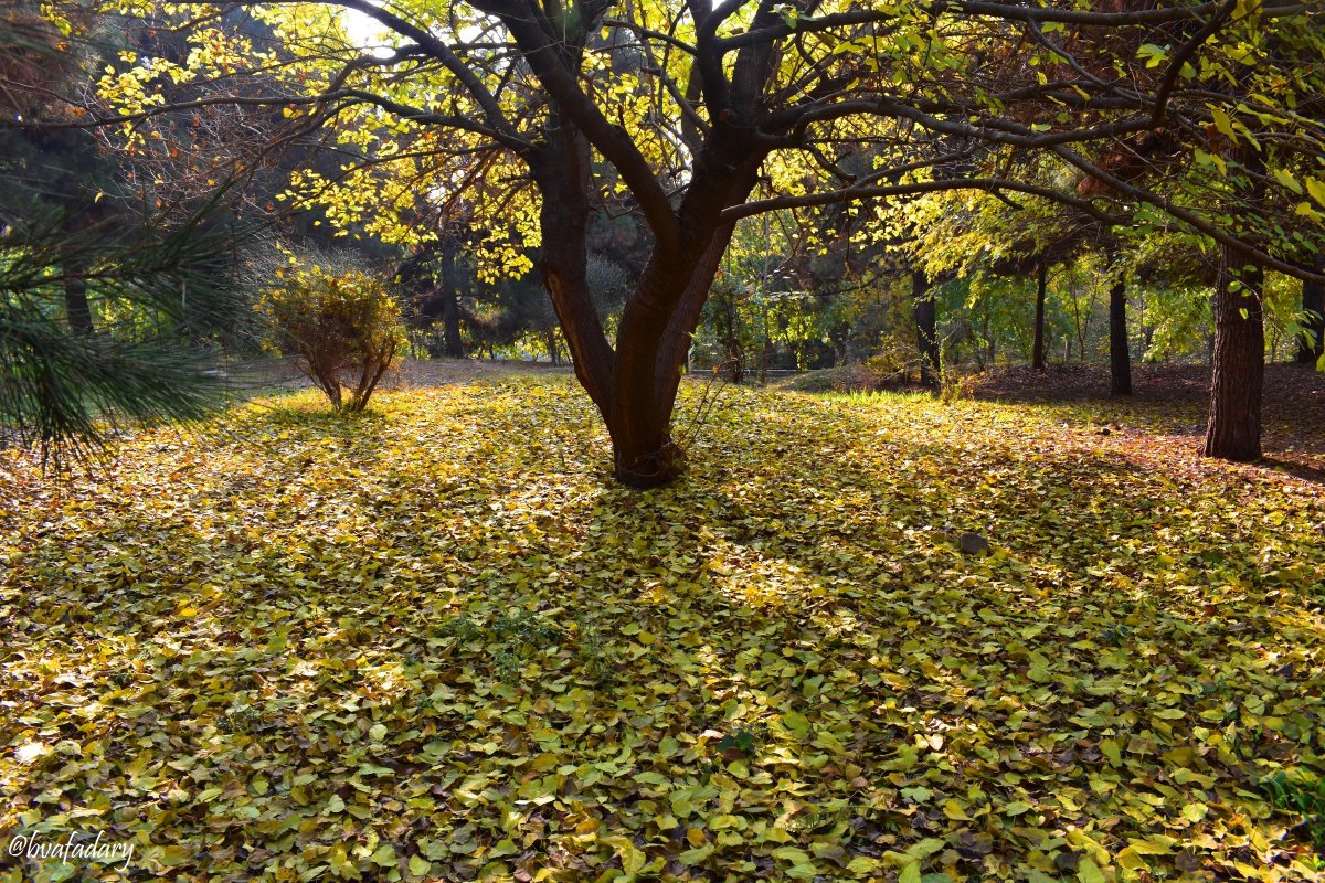 bvafadary's tweet photo. به این میگن #سفره_پاییزی !!!... #جنگل پیمایی امروز!
@ThePhotoHour  #photo @johnswan #photooftheday  @physiczone123  #nature #NaturePhotography  #naturelovers  @YoushowmeP @RaufTamerB #photography  #forest #fall #Tehran #iran #Tehranview00 #Tehranview99 - #Tehranview96 @moraimauy https://t.co/465oqE0RIX
