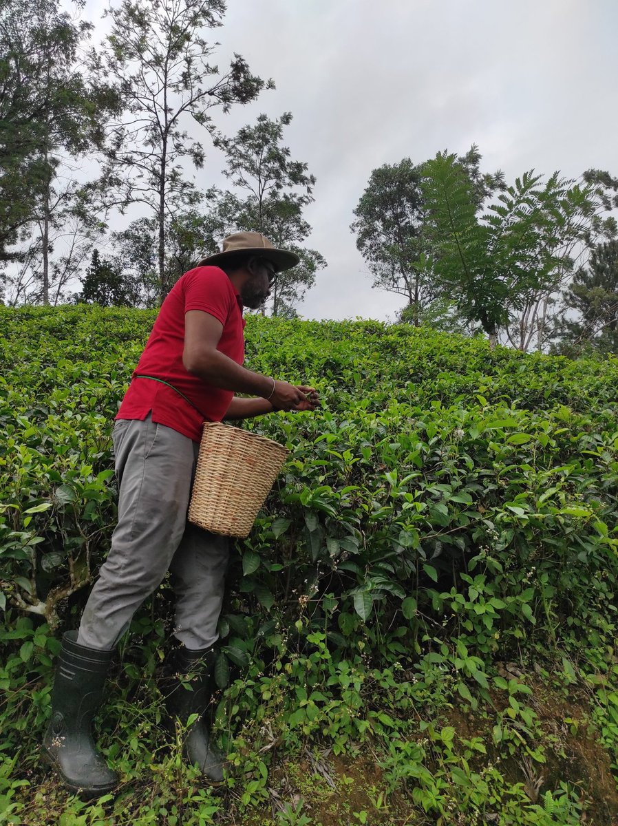 yasanga's tweet photo. Went for a field round to select clonal bushes for pre-seasonal plucking. 2hours of leaches rich fields, very selective plucking, and only 500g of super fine leaves. Artisanal teas are the future.
#teaartisan #handcraftedteas https://t.co/a1lqwQS093