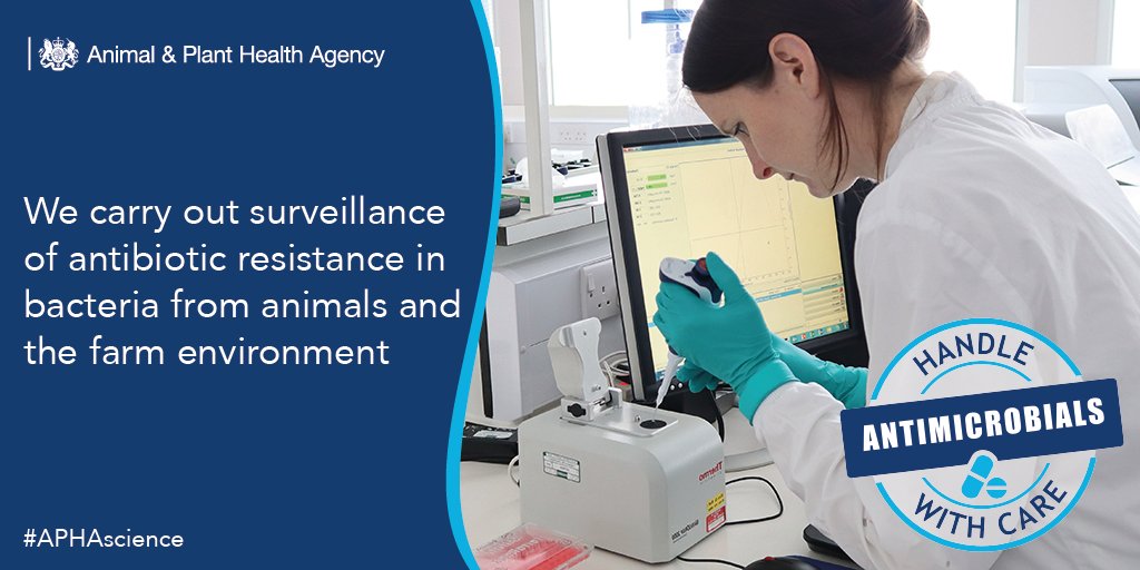 It's day 2 of world antimicrobial awareness week. Learn more about the joint efforts by APHA and other research institutes in tackling Antimicrobial Resistance in this <a href="/MicrobioSoc/">Microbiology Society</a> report:

microbiologysociety.org/publication/br…

#WAAW #APHAscience #HandleWithCare #AMR