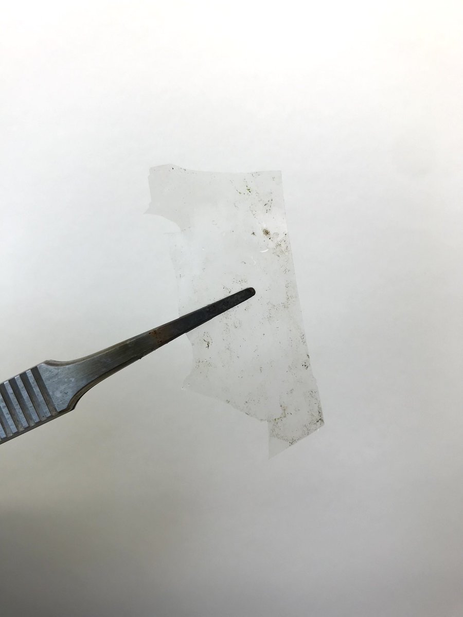 jmaclean0's tweet photo. Good morning from the #plastisphere 🐛🦠 We’re at day 14 of our #soil incubation and look at some juicy #biofilm attached to our #polyethylene foil. Fingers crossed 🤞🏽 for todays #RNAextractions https://t.co/ysWXo0K22z