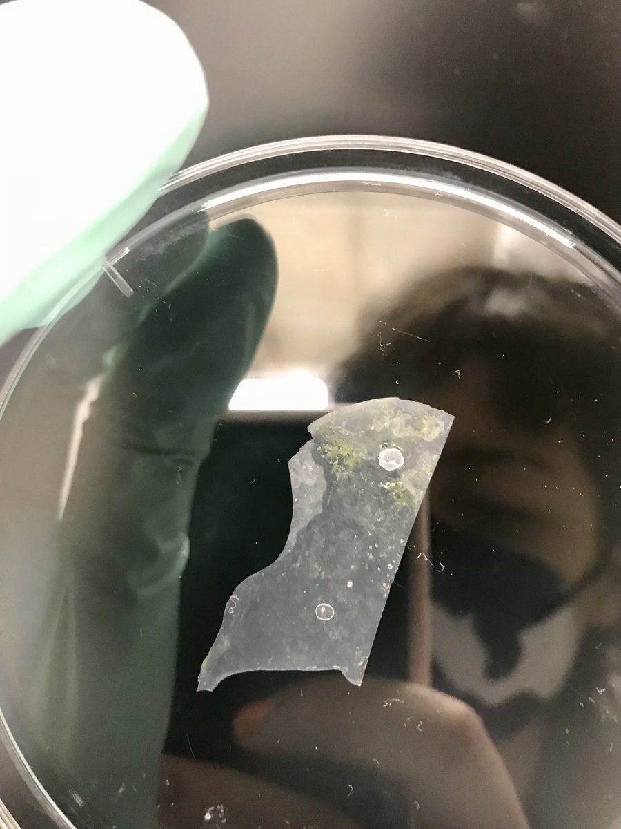 jmaclean0's tweet photo. Good morning from the #plastisphere 🐛🦠 We’re at day 14 of our #soil incubation and look at some juicy #biofilm attached to our #polyethylene foil. Fingers crossed 🤞🏽 for todays #RNAextractions https://t.co/ysWXo0K22z