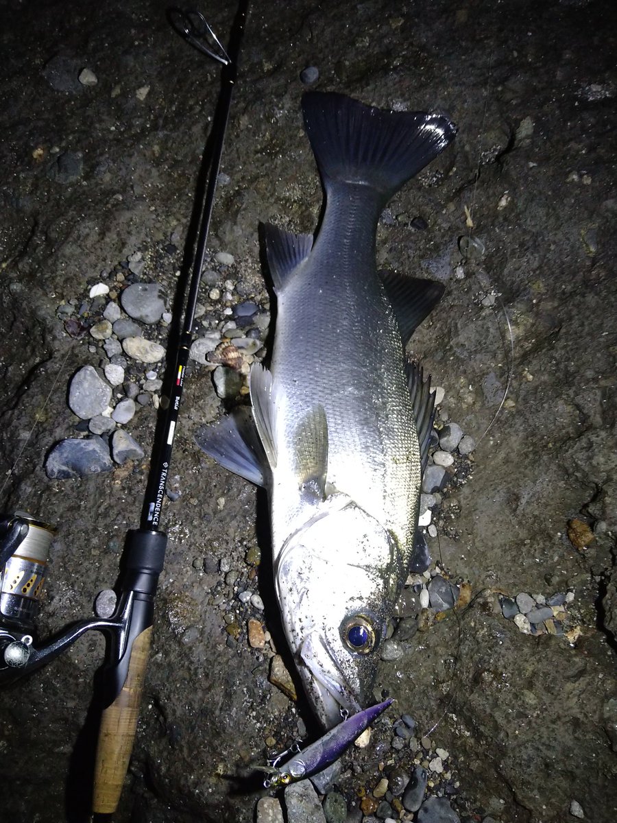 bigthumb_ulua's tweet photo. 釣れそうな日に夜ヒラでスペース中継してみるかな
#ヒラスズキ
#ボティア
#bkk
#fangs62 https://t.co/Px2ZZgA3KC