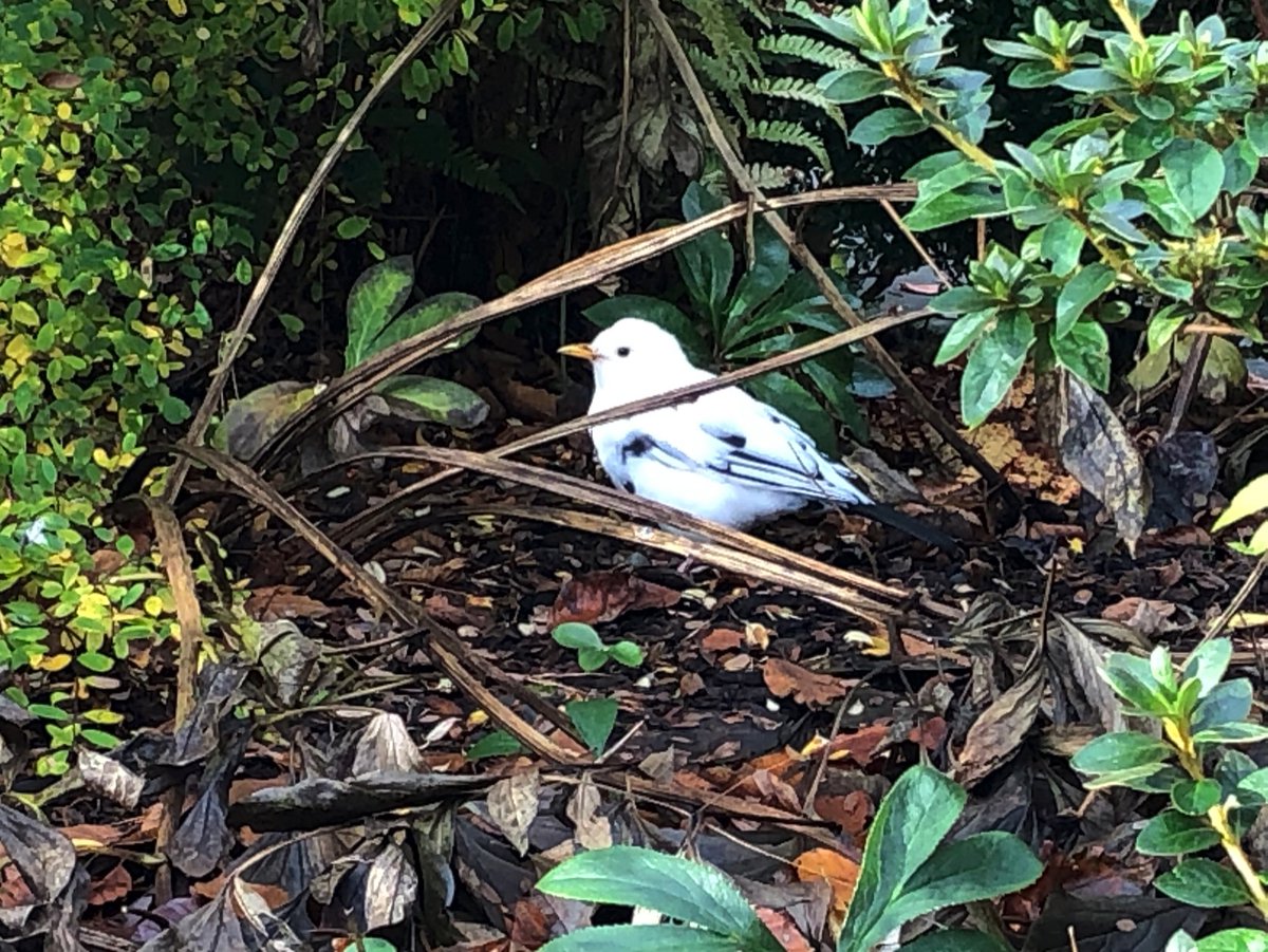 MaryCampling's tweet photo. #leucisticblackbird #portmeirion 
Interesting to find other pictures of this individual on social media, dating back to May this year, and of others in this location from last year and 2019 https://t.co/ab7y0wwlUM
