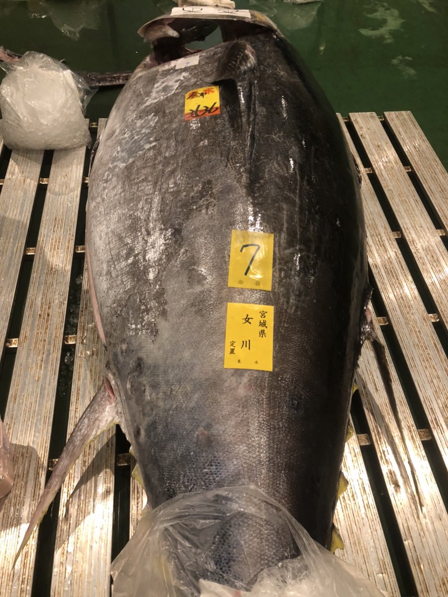 maguronotakumi's tweet photo. 各社、青森の延縄を数多く並べている中、東水のセリ場に一際目を引く350キロ越えの巨大マグロ(仙台女川/定置)の姿が・・・>゜))))彡☆Σ(・ω・ノ)ノ 右横に並んだ成魚のマグロがメジに見えますねヾ(≧▽≦)ノ #巨大マグロ #鮪匠 #ツナキング #大物 #マグロ解体師 #マグロ解体ショー #JADT https://t.co/AYPUFv1xiy