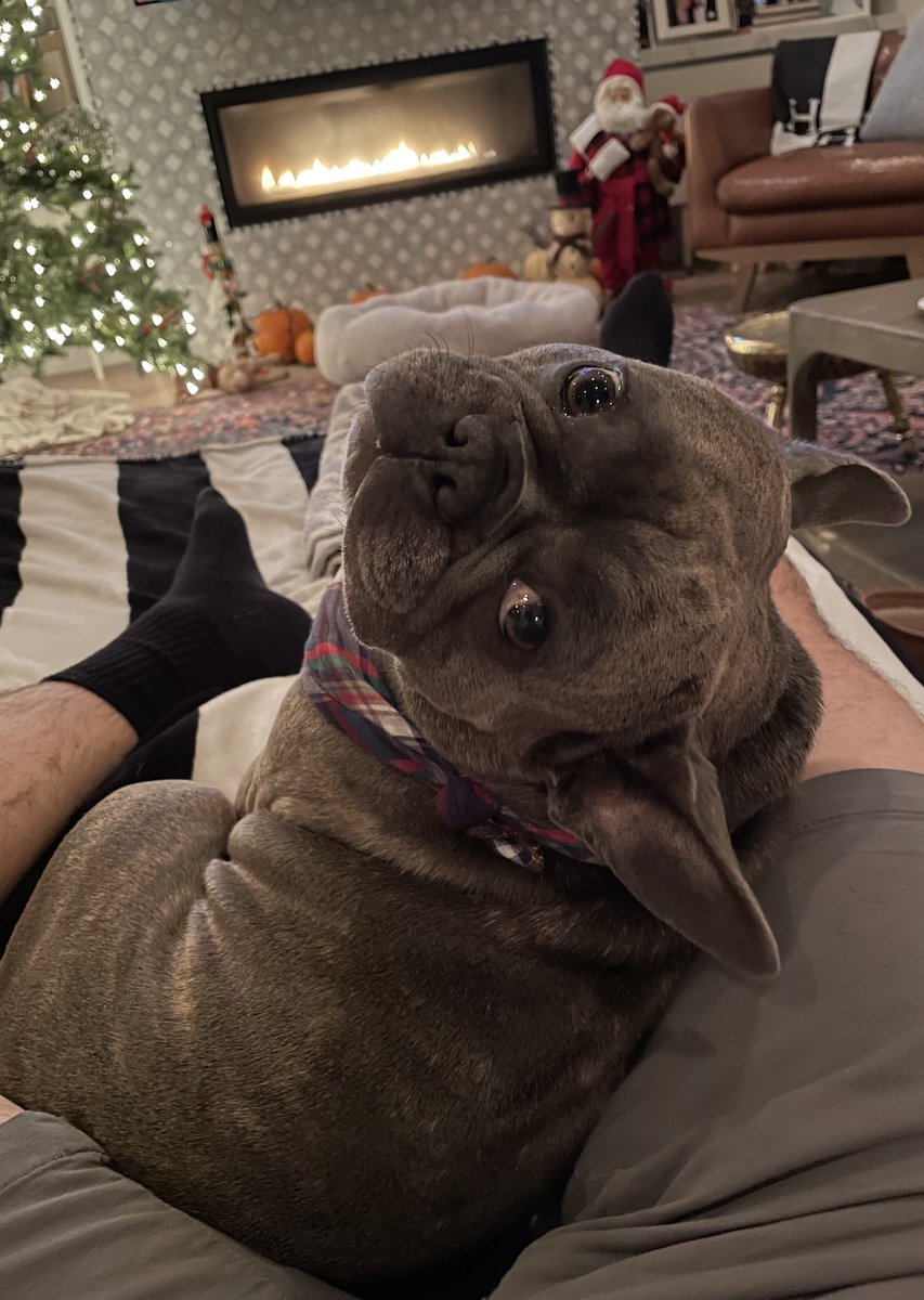 Miles_Teller's tweet photo. Bugsy https://t.co/ulIGNEIRX9