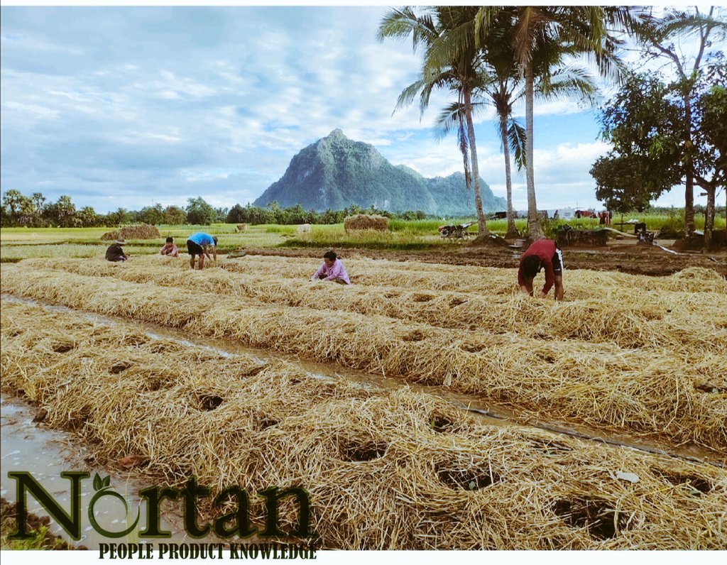 NorbeltPoncian's tweet photo. *Je unazifahamu faida z kutumia matandazo kwenye mimea yako?* na je una swali lolote kuhusu matandazo ama mulching?
#karbu tusemezane https://t.co/ploBTDw3eP