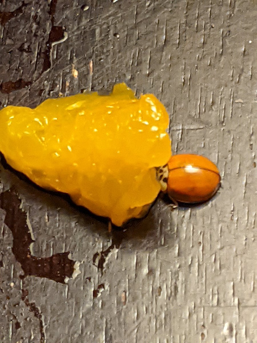 lanza130's tweet photo. A ladybug came by to hang out on my screen where it is warm because it's cold in NY. I brought her in and I've been feeding her nectarine. She hides/sleeps under my Ty beanie dragon. lol I call her Jupiter! https://t.co/8ozKeX3RVS