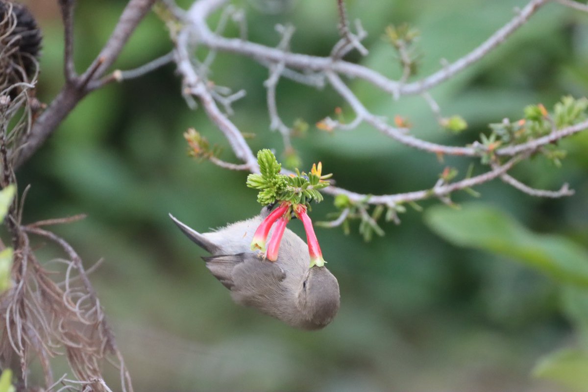 Cfengwong1960's tweet photo. Female sunbird #birdwatcher #nature #friends #PictureOfTheDay #animal #earth beatiful
#arizona #woodpecker #wildlife#birds #birding #PostABird
#LockdownBirding #photography #BirdTwitter
#naturephotography #birdphotography #WeLoveSouthAfrica #SouthAfrica https://t.co/ZH2s4ld9wX