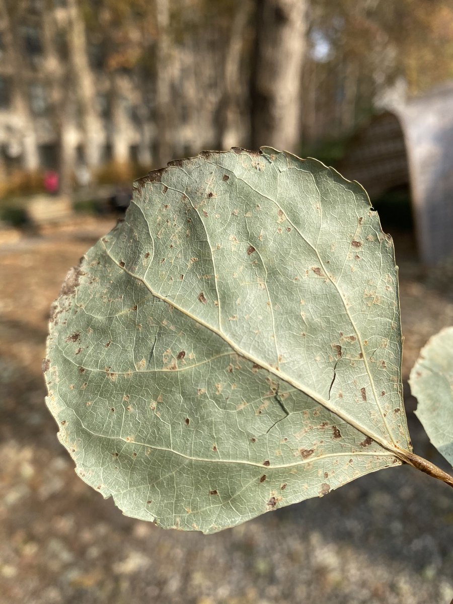 Melampsora sp. on fallen poplar leaves collected in the garden of BFU, I guess they are prepared for overwintering.#Rust