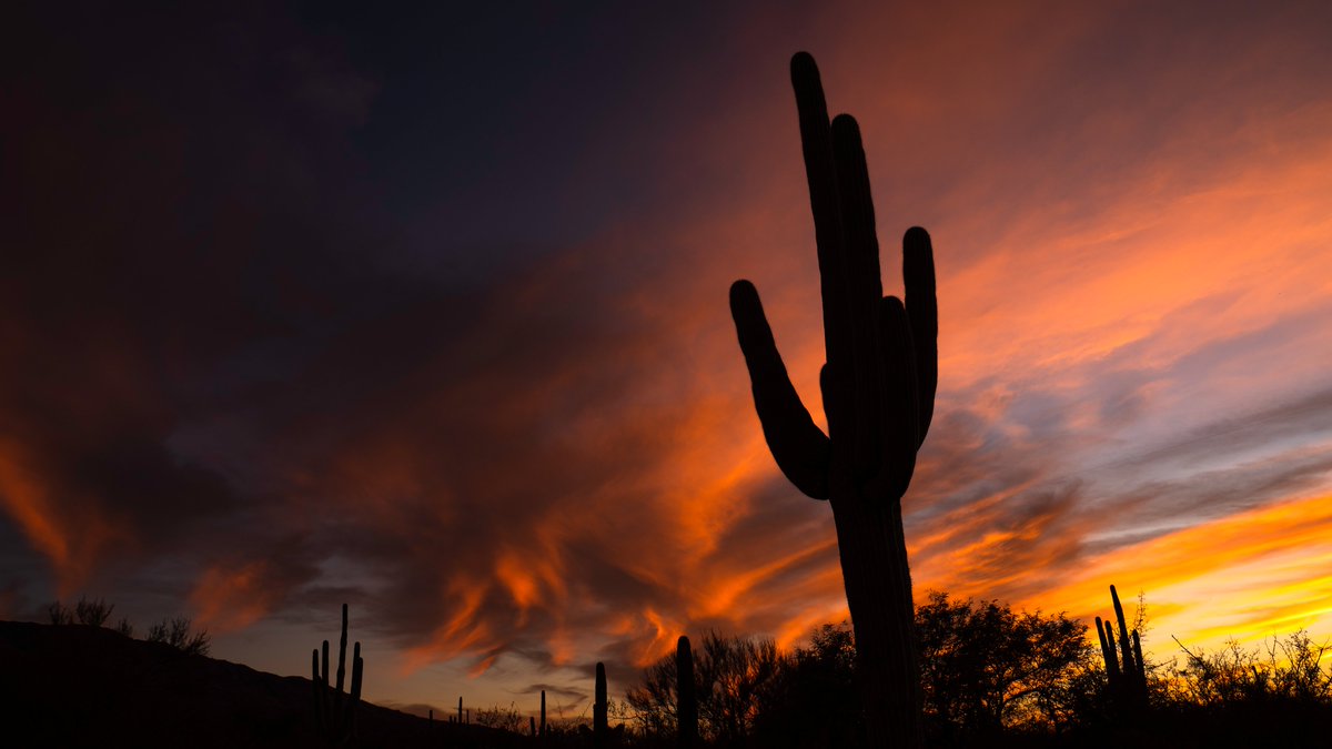 Tis sunset season across Arizona! High clouds passing across the state can often lead to vibrant sunsets. #Sunset #Arizona #ThePhotoHour #AZwx #SaguaroNationalPark #SaguaroCactus #Nature #Sunsets #Sunset_wx #Weather #Fall #SonyAlpha