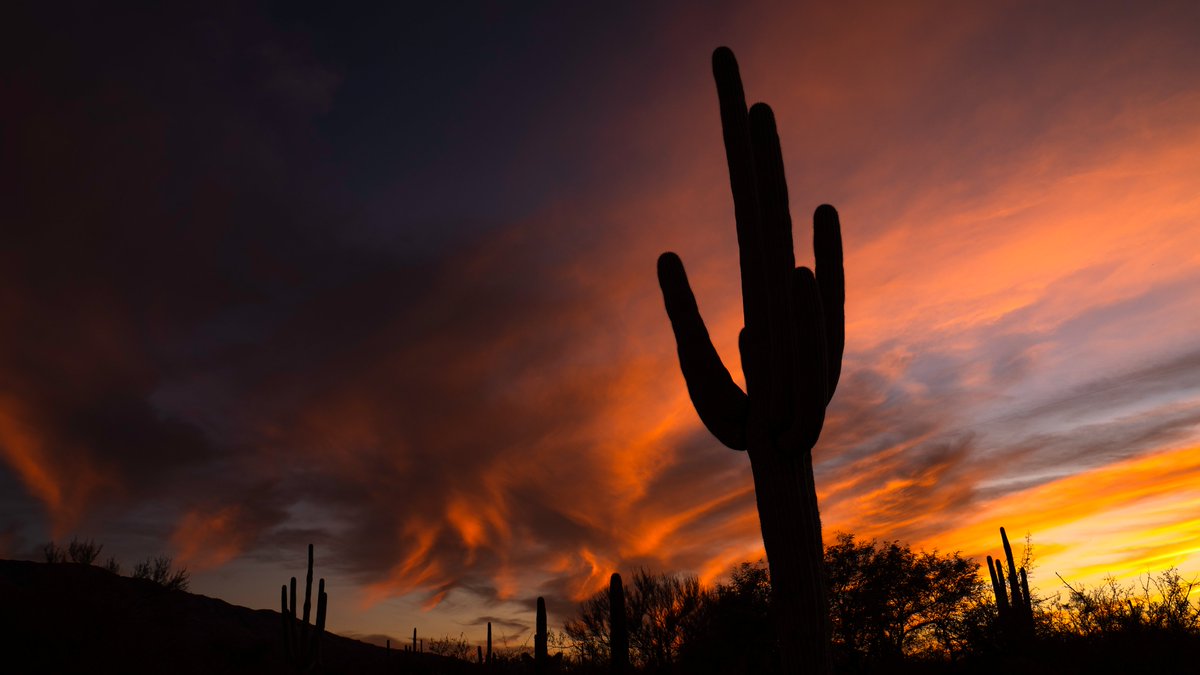 MotleyFuru's tweet photo. RT @GarbePreston: Tis sunset season across Arizona! High clouds passing across the state can often lead to vibrant sunsets. #Sunset #Arizona #ThePhotoHour #AZwx #SaguaroNationalPark #SaguaroCactus #Nature #Sunsets #Sunset_wx #Weather #Fall #SonyAlpha https://t.co/AnZsh53ifE