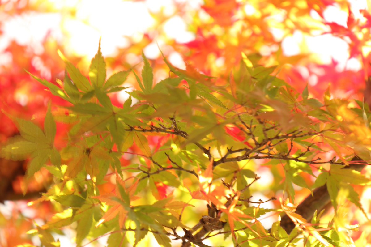PhotoNaru's tweet photo. 真っ赤も良いけど緑はやっぱりきれい

#写真好きな人と繋がりたい  #photo #photography  #snap #SnapShot #AutumnFalls #紅葉 #紅葉狩り #秋の風景
SUZURI→ https://t.co/7VtNnuVIEI
minne→https://t.co/phFBnj9xLT https://t.co/iQAe3nF4Pp