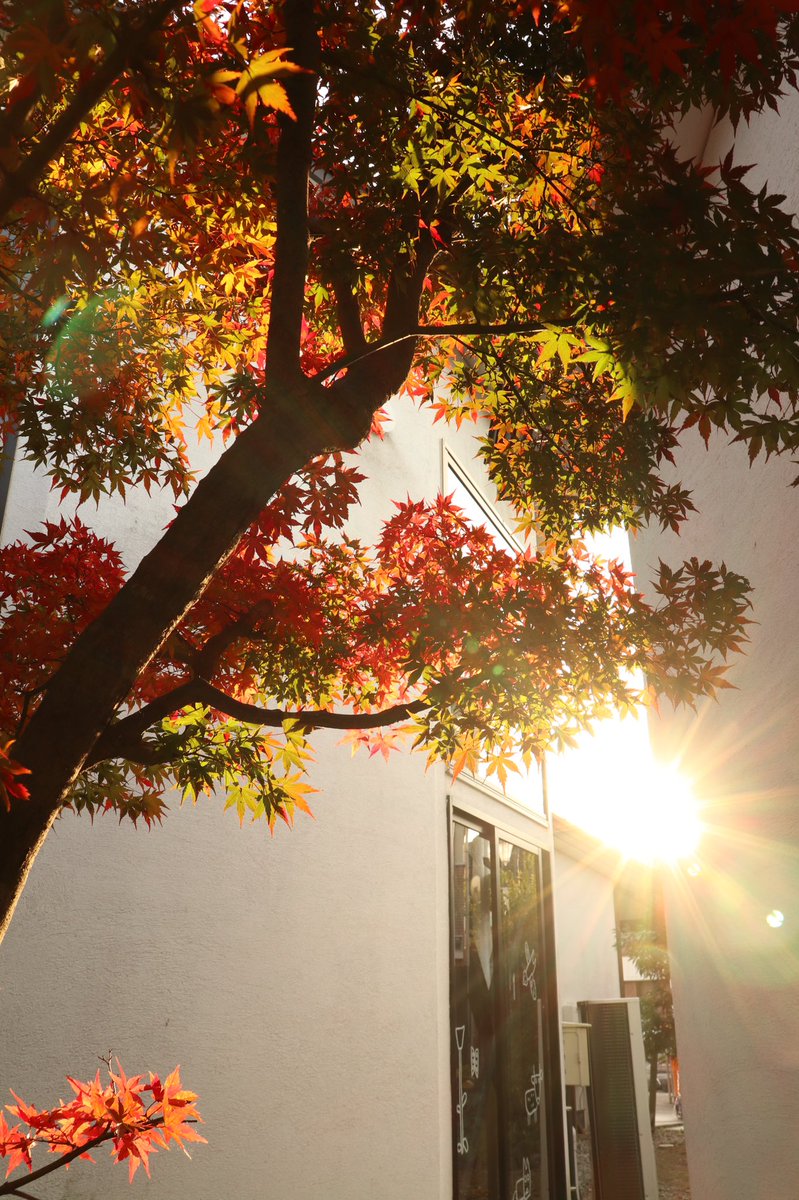 PhotoNaru's tweet photo. 真っ赤も良いけど緑はやっぱりきれい

#写真好きな人と繋がりたい  #photo #photography  #snap #SnapShot #AutumnFalls #紅葉 #紅葉狩り #秋の風景
SUZURI→ https://t.co/7VtNnuVIEI
minne→https://t.co/phFBnj9xLT https://t.co/iQAe3nF4Pp