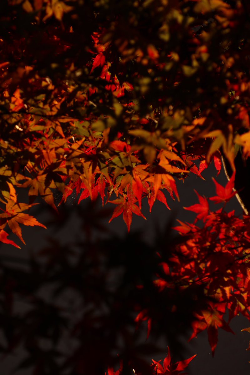 PhotoNaru's tweet photo. 真っ赤も良いけど緑はやっぱりきれい

#写真好きな人と繋がりたい  #photo #photography  #snap #SnapShot #AutumnFalls #紅葉 #紅葉狩り #秋の風景
SUZURI→ https://t.co/7VtNnuVIEI
minne→https://t.co/phFBnj9xLT https://t.co/iQAe3nF4Pp