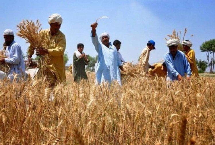 In northern india they harvest their wheat. Сельскохозяйство Индии. Сельское хозяйство Пакистана. Сельское хозяйство Ирана. Сельское хозяйство Марокко.