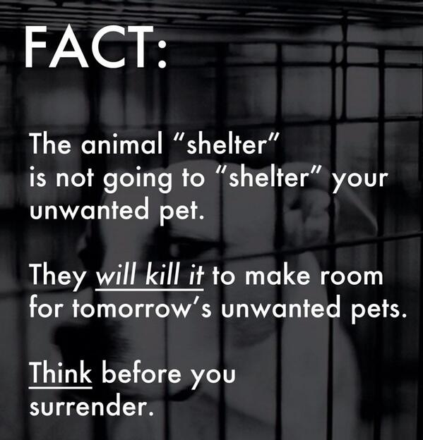 sachikoko's tweet photo. @TeamAnimalVoice 😡🤬🤬😡IF YOU DUMP YOUR PET AT A KILL SHELTER, YOU ARE A P.O.S.💩#SickOfScumbags & LAME EXCUSES. #PETSAREFORLIFE #PETSARENOTDISPOSABLE #PETSAREFAMILY https://t.co/lAEP84N0QY