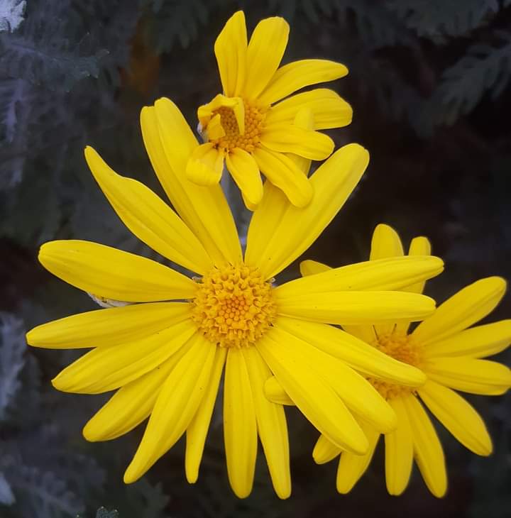 Ànims!! <a href="/donesxlalliber1/">Dones x la llibertat</a> <a href="/TeiximRepublica/">Teixidores per la República, BCN</a> <a href="/TeiximR/">Teixim La República</a> <a href="/MossosXdemos/">MossosXDemocràcia</a> <a href="/ANC_Bombers/">Bombers per la República🎗🚒</a> <a href="/ANC_Mossos/">Mossos per la República Catalana</a> <a href="/SanitarisxRep/">SanitarisxRep</a> @Escamotsmotards <a href="/EconomistesSant/">Economistes de Sant Esteve</a> <a href="/PoesiaRepublica/">Poesia per la República</a> <a href="/juristestgn/">Juristes per la República</a> <a href="/EsportistesxR/">EsportistesxRep</a> <a href="/LletresR/">LletresPerLaRepública✊</a> <a href="/EmpresarisI/">Empresaris x la independència</a> <a href="/Birresrepublica/">Birres per la República</a> <a href="/CafesxRepublica/">Cafés por la República</a> <a href="/Detingudes23S/">Detingudes23S</a> <a href="/NouLledoners/">9+aLledoners</a> #free