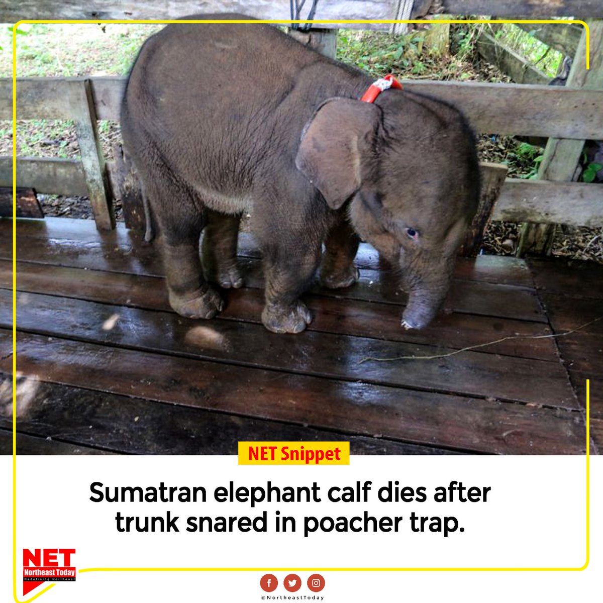 NortheastToday's tweet photo. #NETSnippet | A critically endangered Sumatran baby elephant has died after losing half of its trunk in a poacher's trap, Indonesian conservation officials informed.
#Sumatran #elephat #calf #dies #poacherstrap #NortheastToday https://t.co/9Zj7q9fP3d