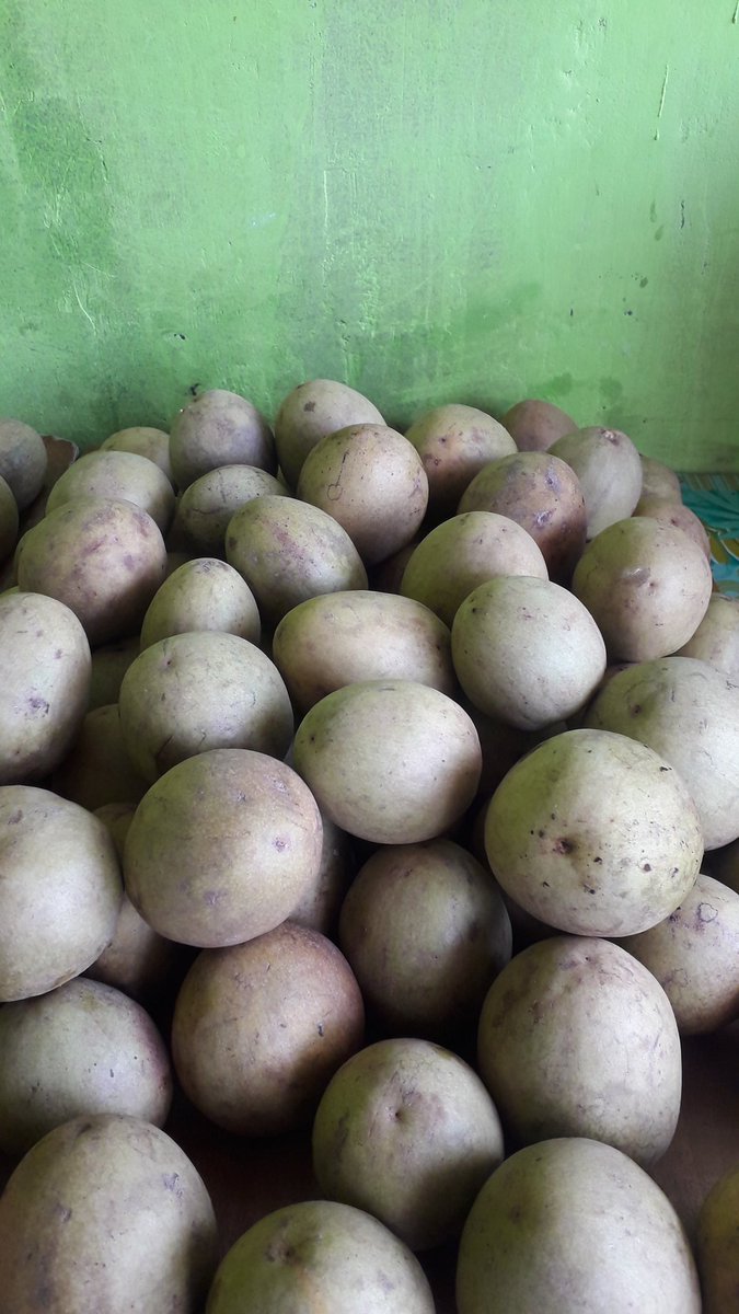 AtPajri's tweet photo. Jual sawo matang sawo cianjur
Wa  085863036548 https://t.co/BiGBwAbr4v