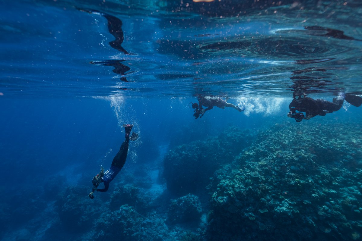 We're halfway through the 2021 #GreatReefCensus! With the support of divers, tourism crew, researchers, skippers, freedivers &amp; citizen scientists from across the reef, we've captured 13,641 images, submitted 582 surveys from 101 reefs — visit greatreefcensus.org to take part!
