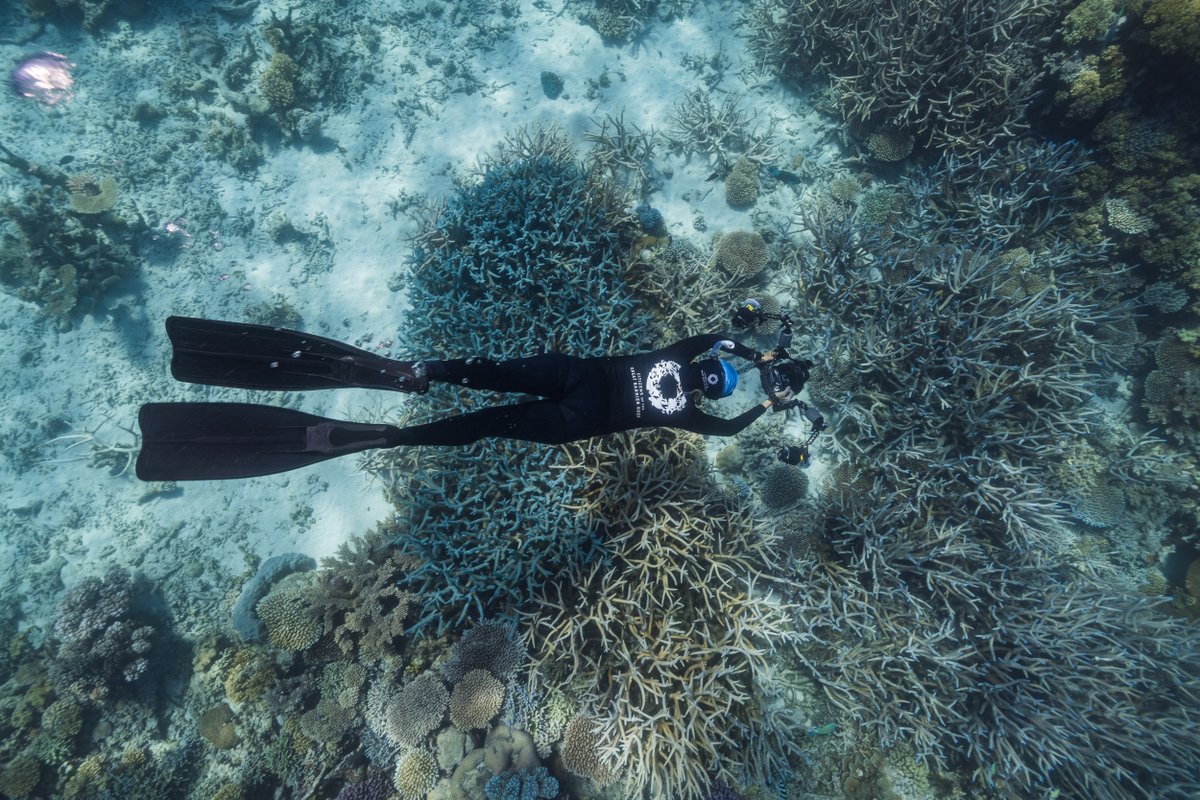 citizensGBR's tweet photo. We're halfway through the 2021 #GreatReefCensus! With the support of divers, tourism crew, researchers, skippers, freedivers &amp; citizen scientists from across the reef, we've captured 13,641 images, submitted 582 surveys from 101 reefs — visit https://t.co/y8PYwUwGPq to take part! https://t.co/n43Zv0RoGv