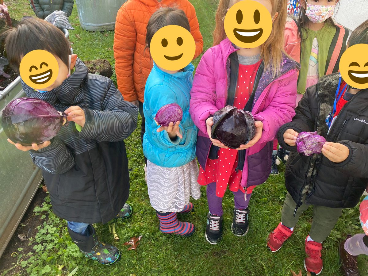 mmedare's tweet photo. The growing season is coming to an end. We picked our red cabbage and made a salad to share with the class next door. #togetherisbetter @SD41marlborough https://t.co/cfNrn1pEAD