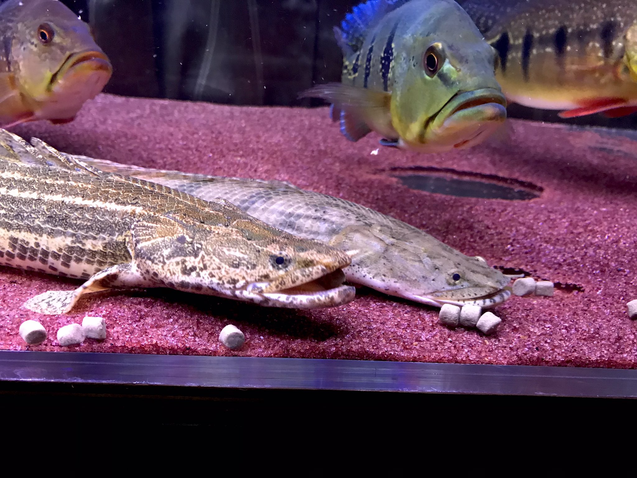 ビキールビキール　コリバ　ラプラディ　６匹まとめて ビキールビキール コリバ ラプラディ 6匹まとめて