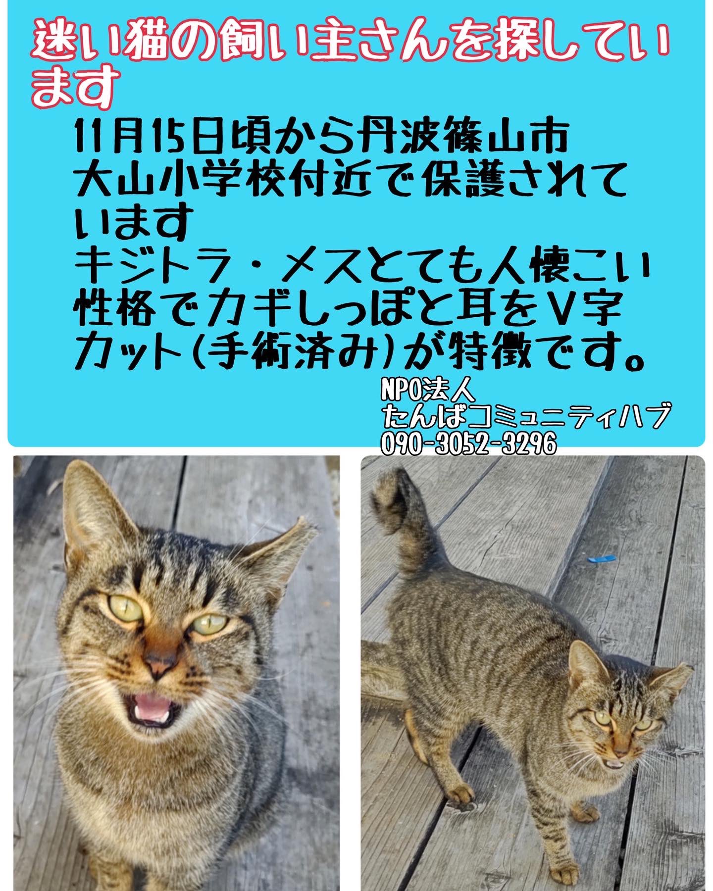 Npo法人たんばコミュニティハブ 11月15日 月 丹波篠山市大山小学校付近でとても人懐こい猫が1匹でいたため保護されています 管轄の警察 市役所 愛護センターには問い合わせ済みです 迷子での届出は出ていませんでした キジトラ メス 避妊手術済み 耳