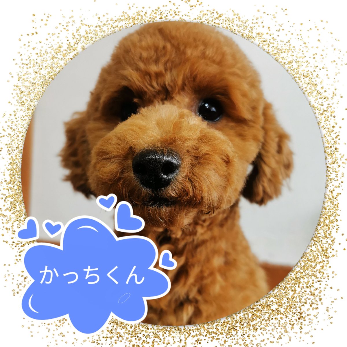 Breeder_Pikkoli's tweet photo. ☆トイプードルのかっちくん★綺麗なレッドの男の子です！2021年2月23日産まれ、もうそろそろ9ヶ月になります！
★☆少し狭いところが苦手…人が大好きで好奇心旺盛でとっても良い仔です★
#トイプードル　#トイプードルレッド　#トイプードルレッド男の子 #ぴっこり　#ブリーダー #ブリーダー直販 https://t.co/5cqNlOmyM6