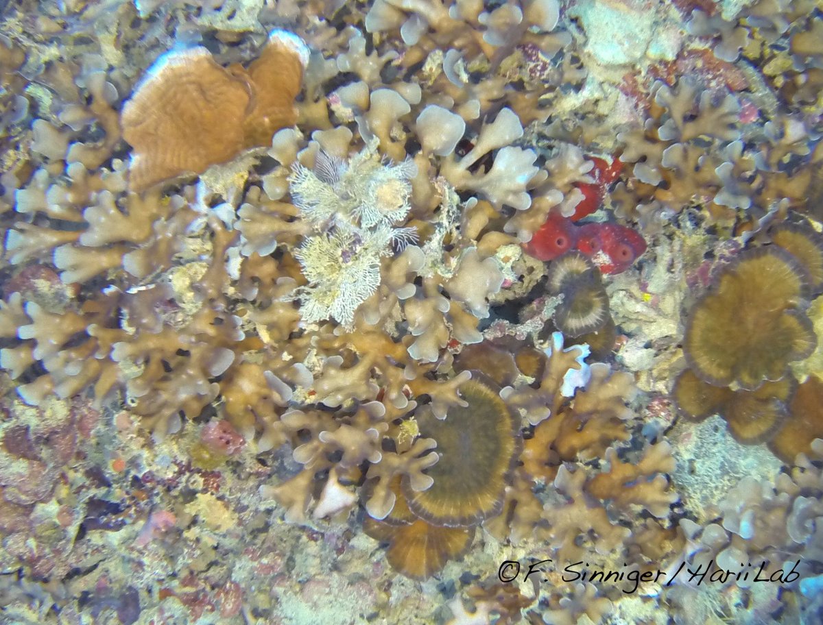 Harii Lab tweet media