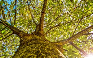 MeNutroo's tweet photo. All About Walnuts?
https://t.co/5WhBvquKi7
The first ...
#AlmondCare #BackyardGardenIdeas #BackyardGardening #BackyardOrchard #Gardening https://t.co/0Bmql5sbuV