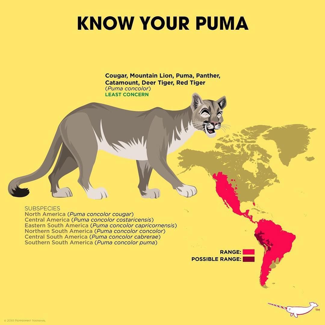 El de Charles (CRCiencia) on Twitter: "FAUNA Puma (Puma concolor) &gt; felino que habita en prácticamente toda América &gt; se le conoce por distintos nombres &gt; dos subespecies, ninguna de