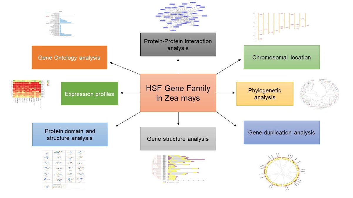 Agronomy_Mdpi's tweet photo. 📜In Silico Characterization and Expression Profiles of Heat Shock #Transcription Factors (#HSFs) in ##Maize (Zea mays L.) by Saqlain Haider et al.
🌽🔖Read more: https://t.co/8cJSnu3Pxt
#abioticstress #genomics #breeding https://t.co/6NceMyE3gz