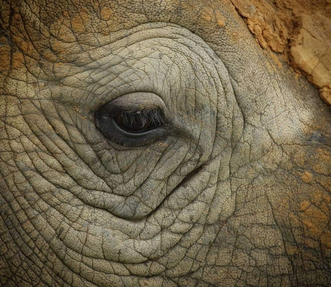 #RhinoFriday “Gone' 
  The saddest word in the language. In any language...
#ImagineAfricaWithoutItsHorn 
#whenthebuyingstopsthekillingcantoo #EndWildlifeTrade #EndangeredSpecies 
Via: Ayesha Cantor