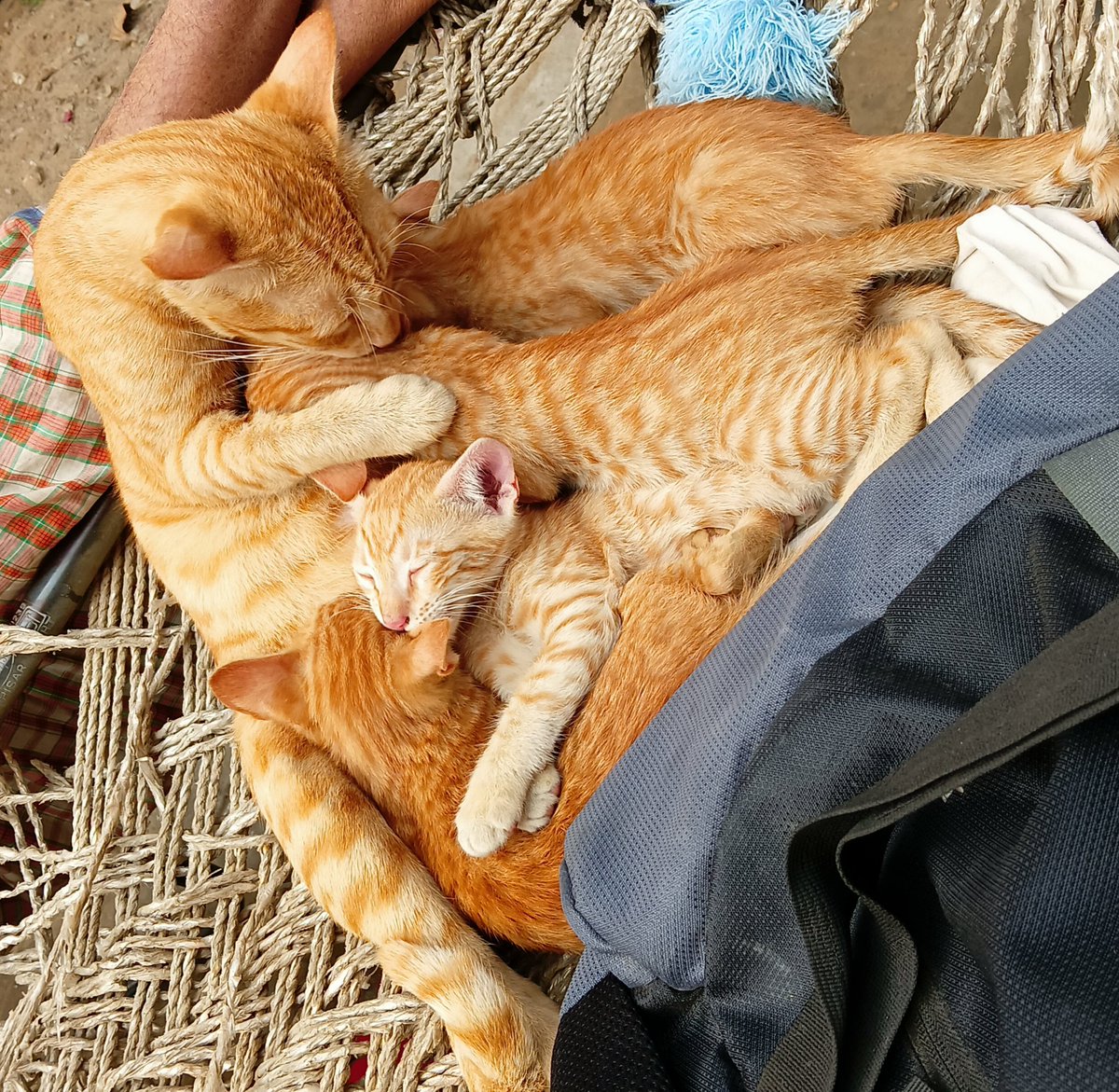 AdvocateNadeem7's tweet photo. Little kitten 🐈😸😸😁😁 https://t.co/2EM5iV3Nac
