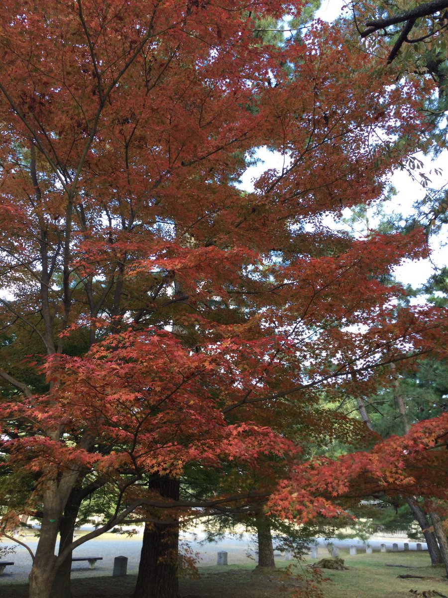 KellieOxlade's tweet image. Being able to get off campus again 👏  #nature so good for the soul. The ultimate teacher #studentphotographers  #learningatkis #kyotoinautumn @KyotoIntlSchool