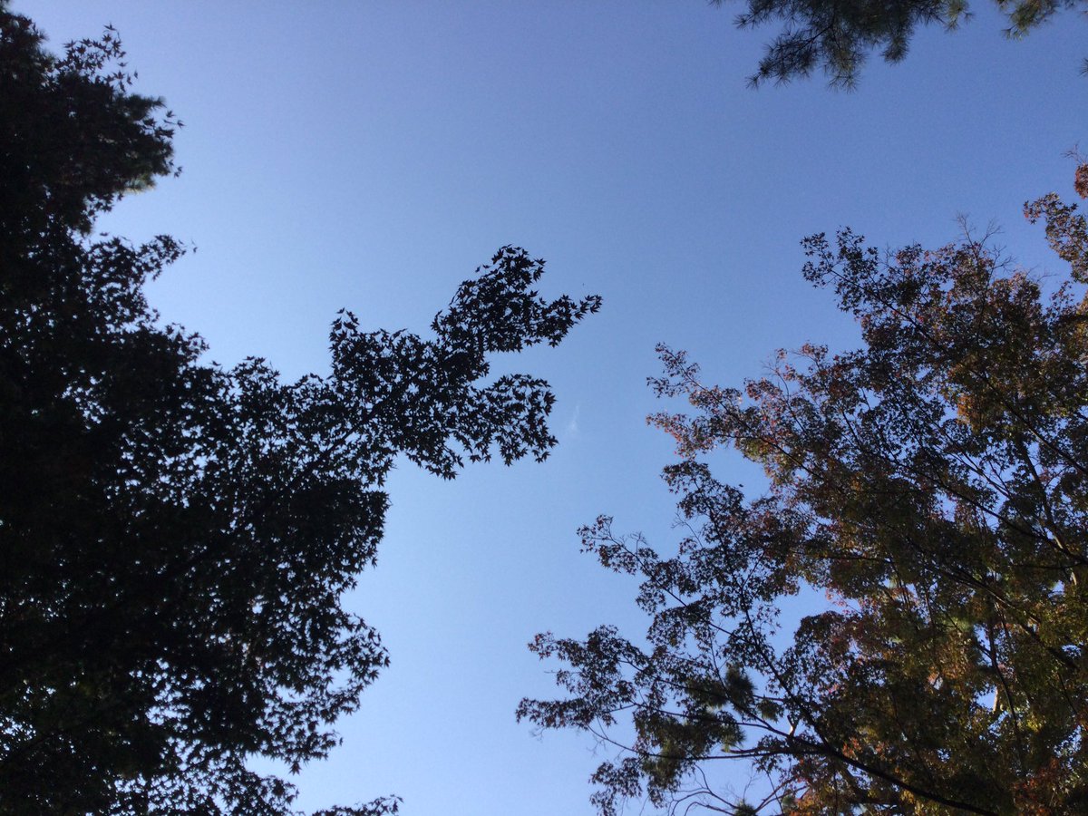 KellieOxlade's tweet image. Being able to get off campus again 👏  #nature so good for the soul. The ultimate teacher #studentphotographers  #learningatkis #kyotoinautumn @KyotoIntlSchool