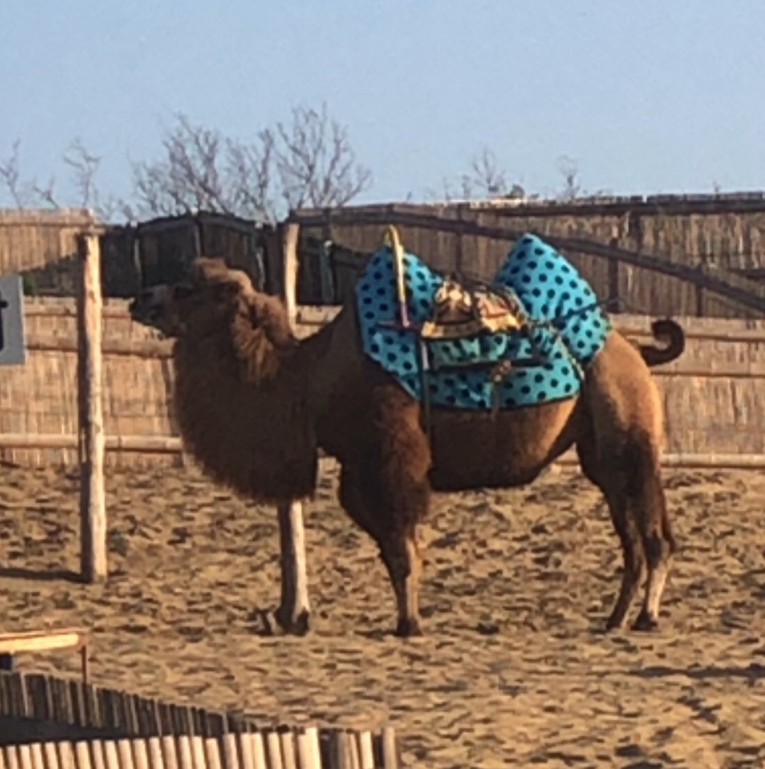 おみ 鳥取報告会 鳥取砂丘 ラクダ 臭い の検証笑 乗ってないからわからんだけどちょっと動物園の匂い ちなみに ラクダの写真取るのは有料です 最後はおまけ梨ソフト T Co Nxbouxfyfb Twitter