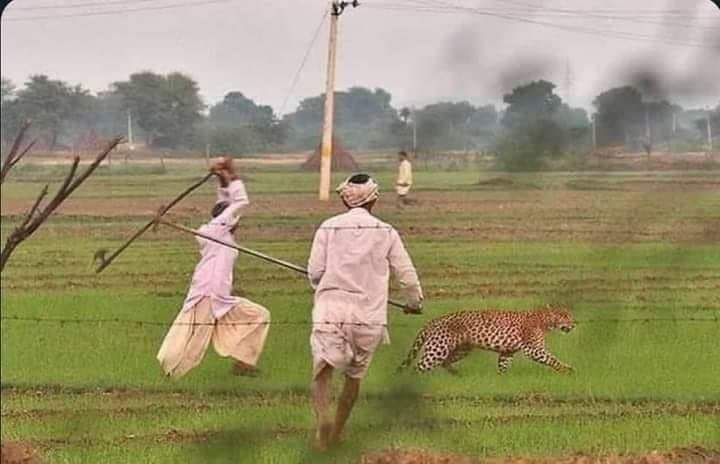 TheNawil's tweet photo. जो चीतों से लड़ने की कला जानते है वो कुत्तो को खदेड़ने में भी माहिर होते है
जय किसान #FarmLaws https://t.co/VWi6DcH16O