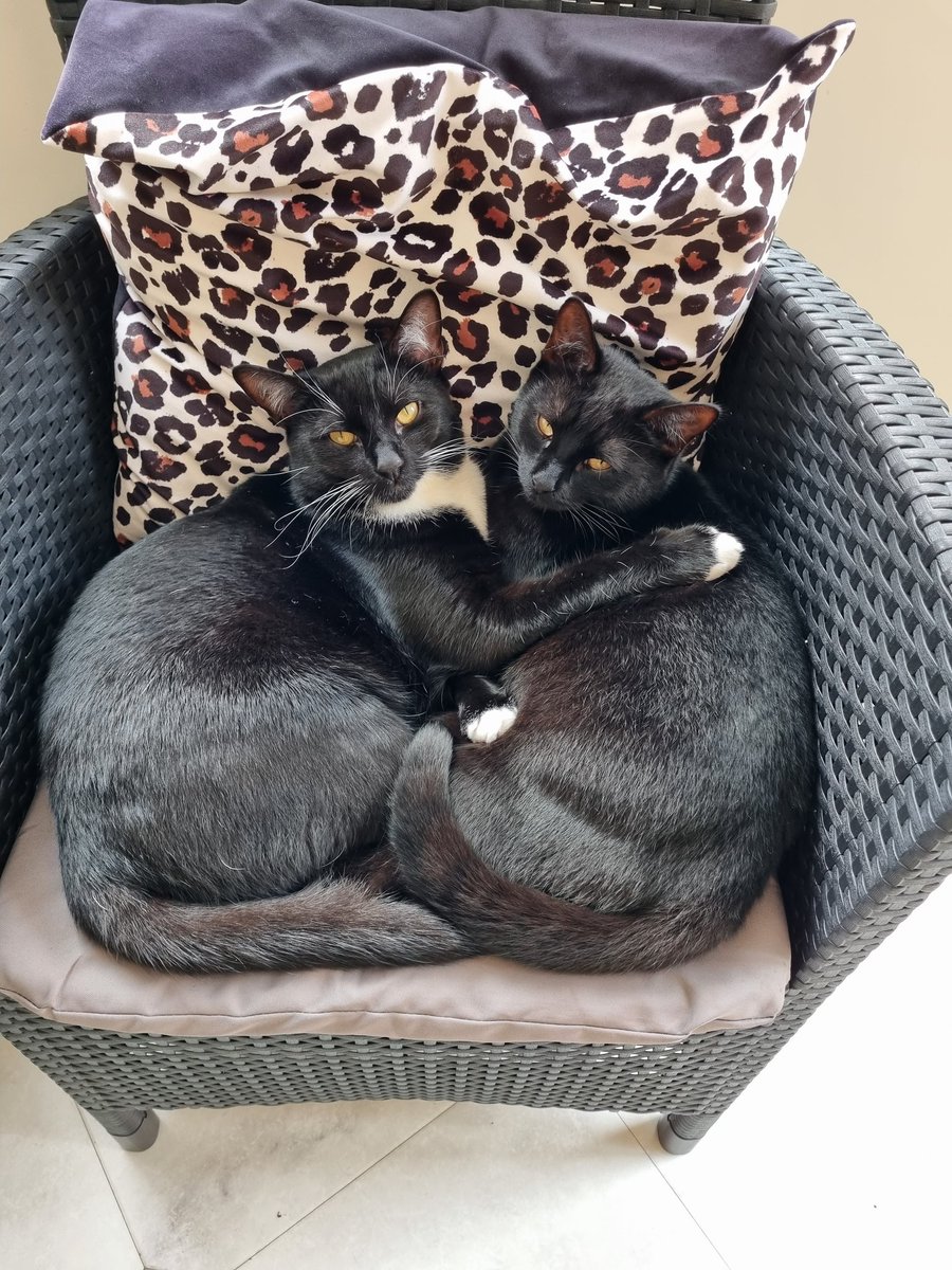 GLK231's tweet photo. @CatsProtection Ollie &amp; Ivy (1 just before xmas) adopted in March - they are so friendly. https://t.co/QsjKsOw853
