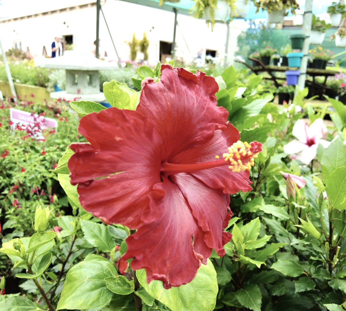 FloradalePE's tweet photo. FLORADALE NURSERIES #PortElizabeth #eaterncape WE ARE OPEN THIS WEEKEND #GARDENCENTRE #hydrangeas #hibiscus https://t.co/mckQlrCt8H