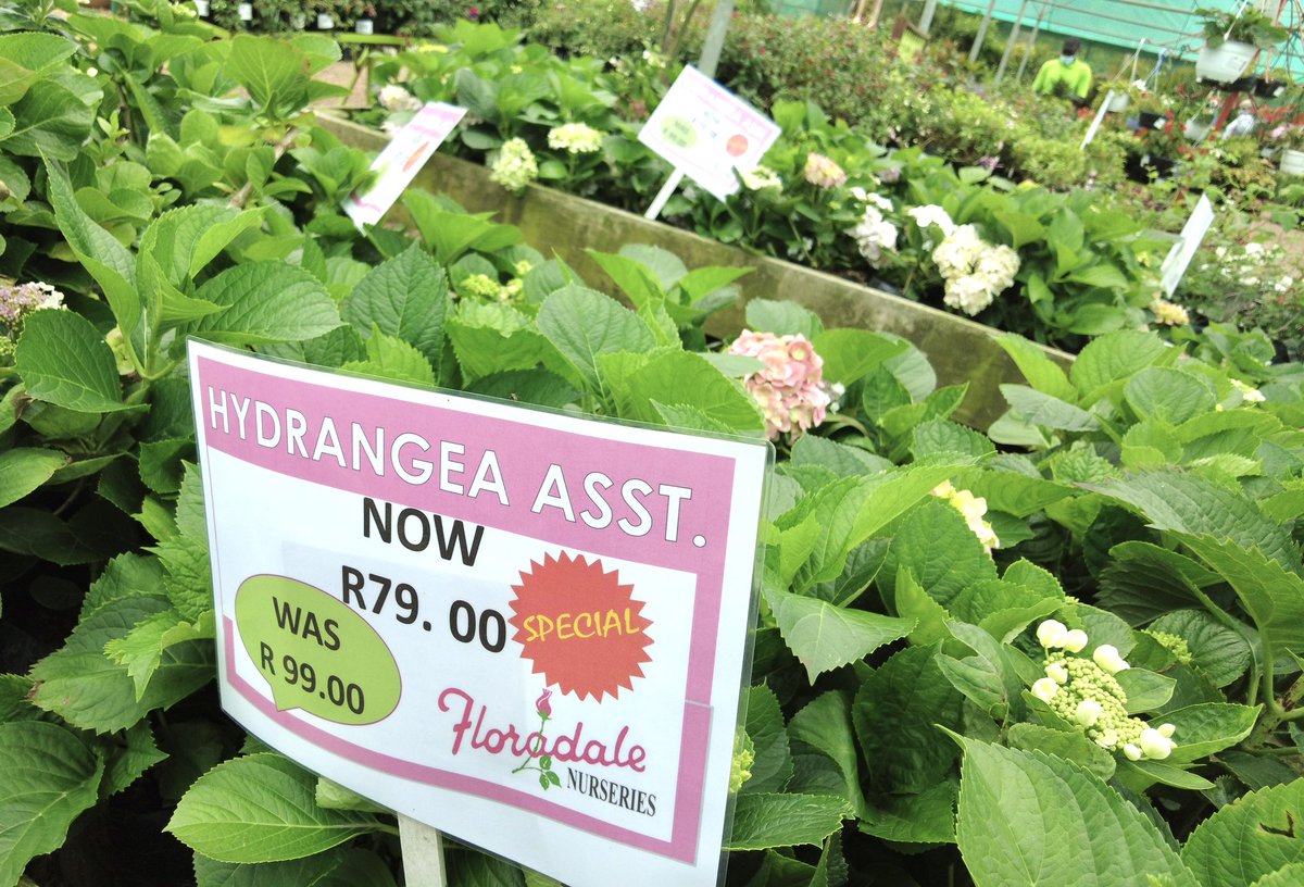 FloradalePE's tweet photo. FLORADALE NURSERIES #PortElizabeth #eaterncape WE ARE OPEN THIS WEEKEND #GARDENCENTRE #hydrangeas #hibiscus https://t.co/mckQlrCt8H