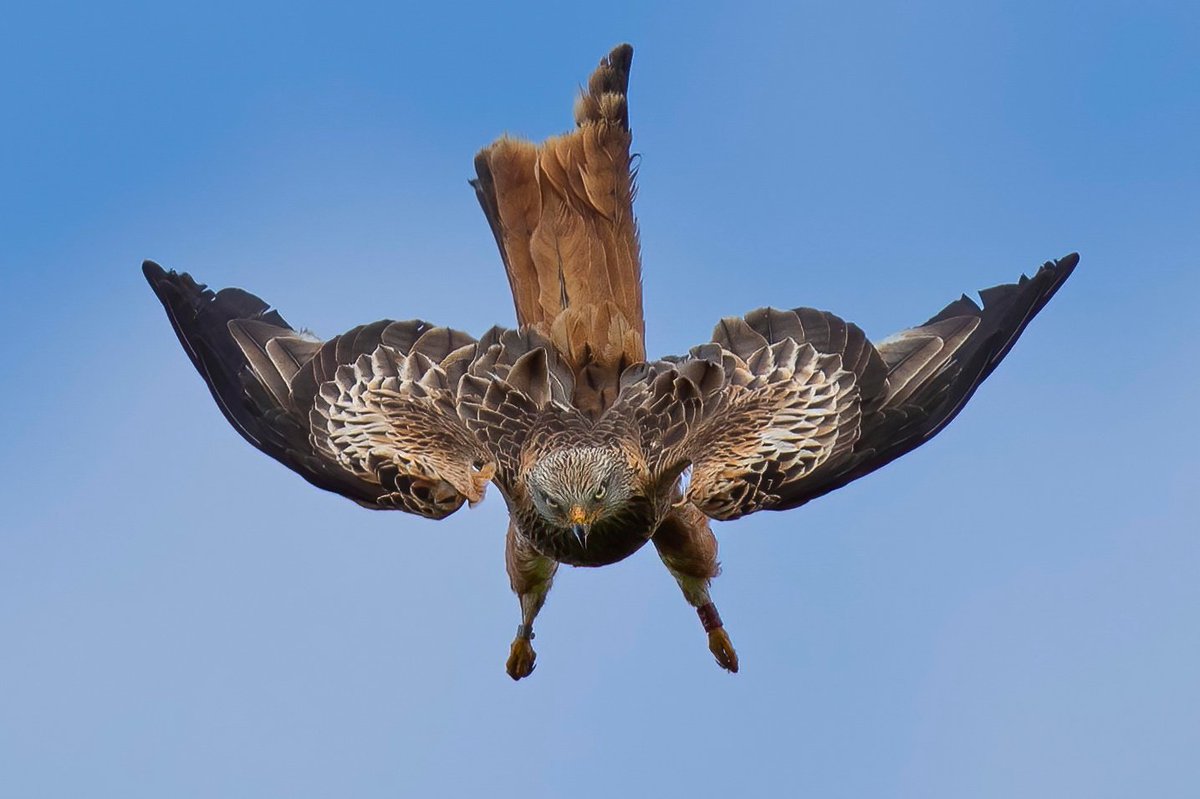 This Red Kite looking right down the lens barrel, quite a spectacle &amp; as it got closer it pulled some ‘G’ and went right over me! Amazing.

Taken <a href="/argatyredkites/">Argaty Red Kites</a> centre, the work that Tom &amp; his team do there is amazing

#TwitterNatureCommunity #birdtonic #nature <a href="/CanonUKandIE/">Canon UK and Ireland</a>