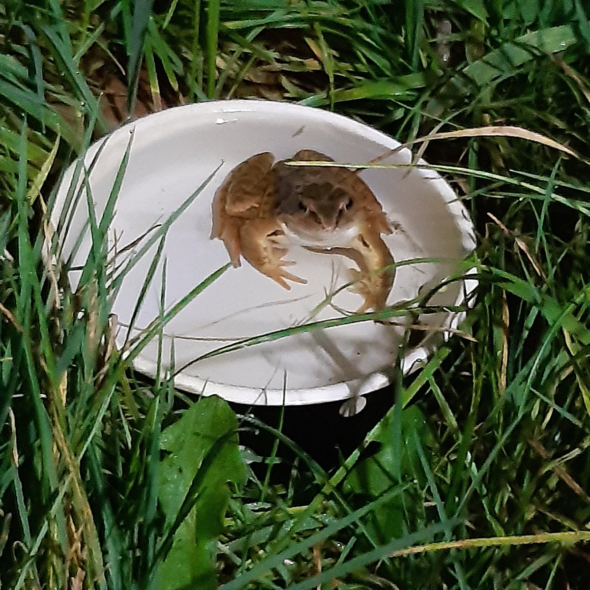 AcornHoggery's tweet photo. The frog that randomly appeared in the hoggery has grown a LOT!

He chills out in Guy's water bowl most evenings.  :) https://t.co/PbaBdber3l