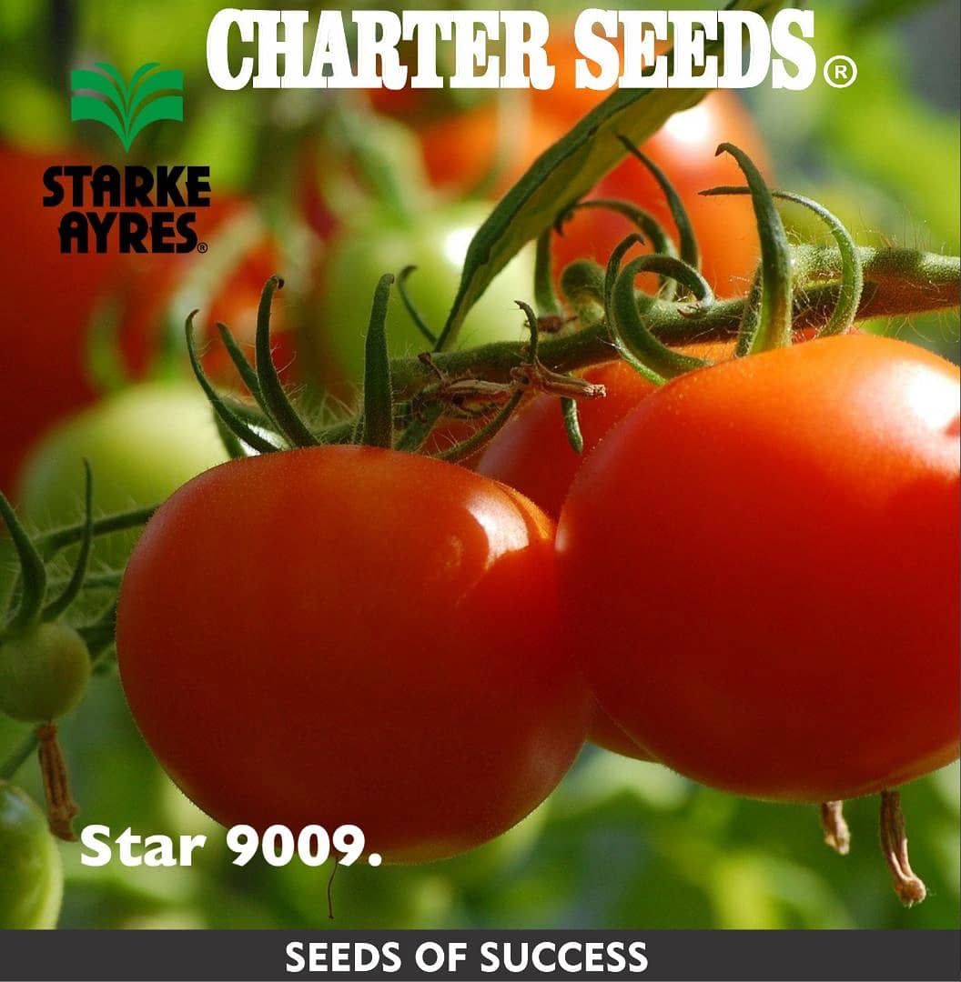 Charterseedsofficial on X: Star 9009 is a determinate tomato hybrid with a  unique disease tolerance package on a vigorous plant. This variety offers  the grower stability and adaptability, long shelf life, excellent